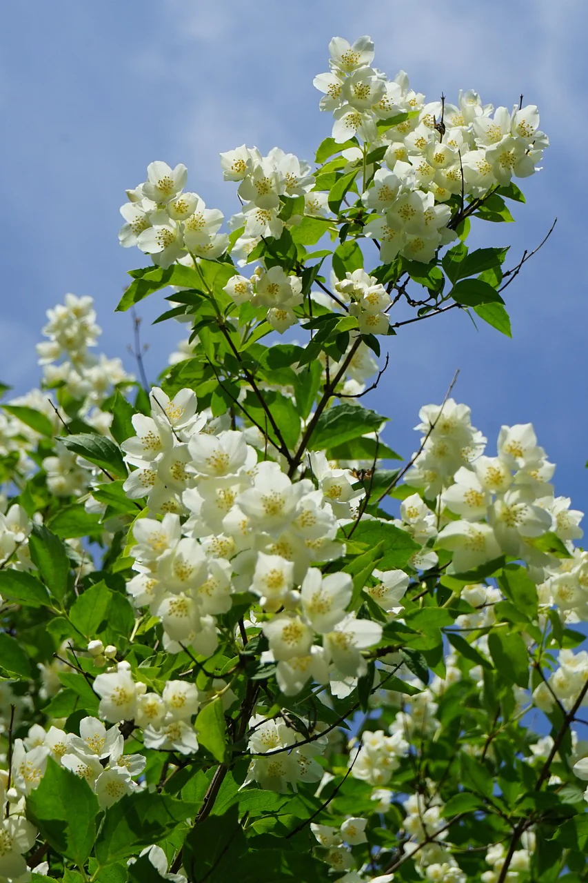Philadelphus coronarius <br>SWEET MOCKORANGE MOCK ORANGE - Image 2