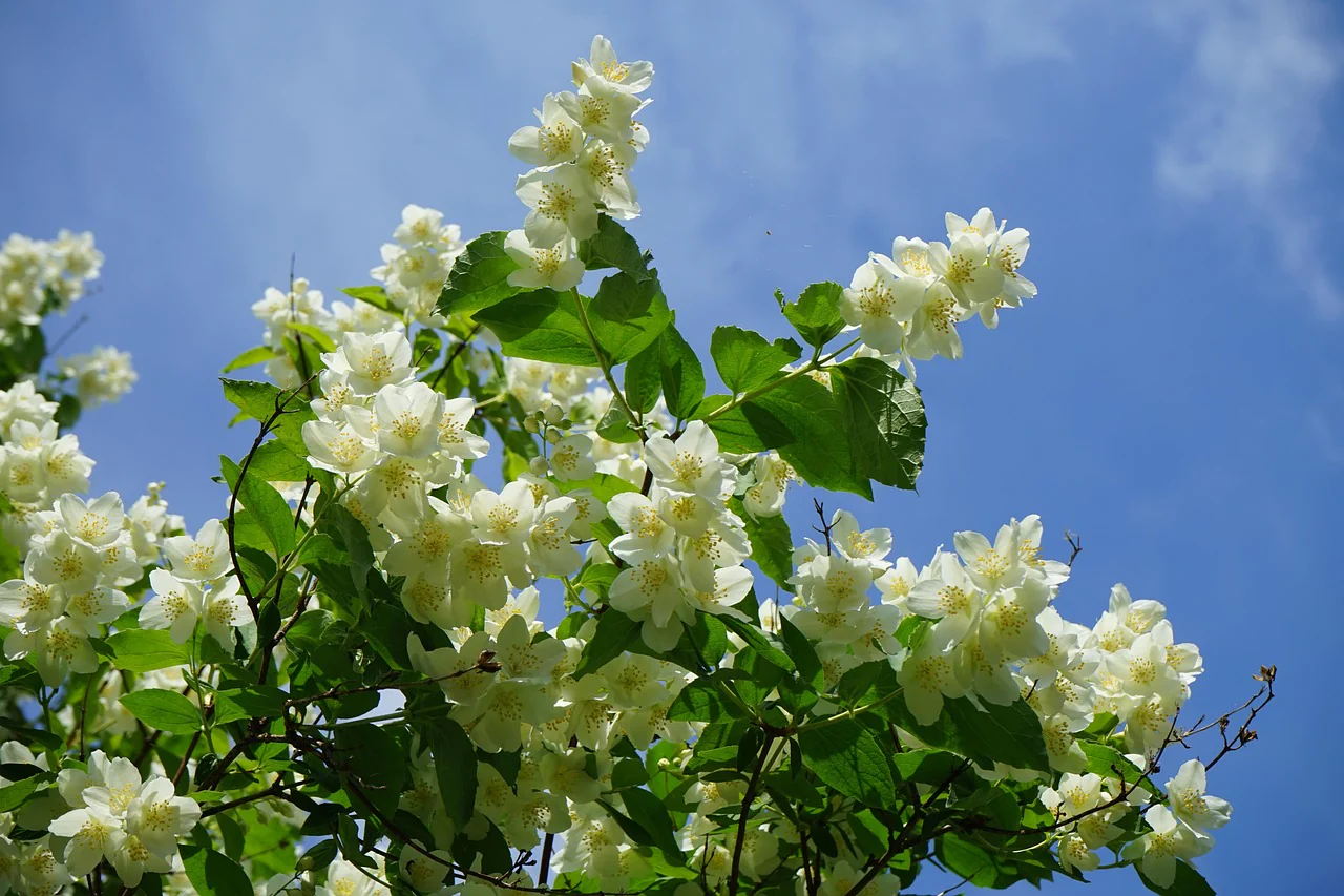 Philadelphus coronarius <br>SWEET MOCKORANGE MOCK ORANGE - Image 3