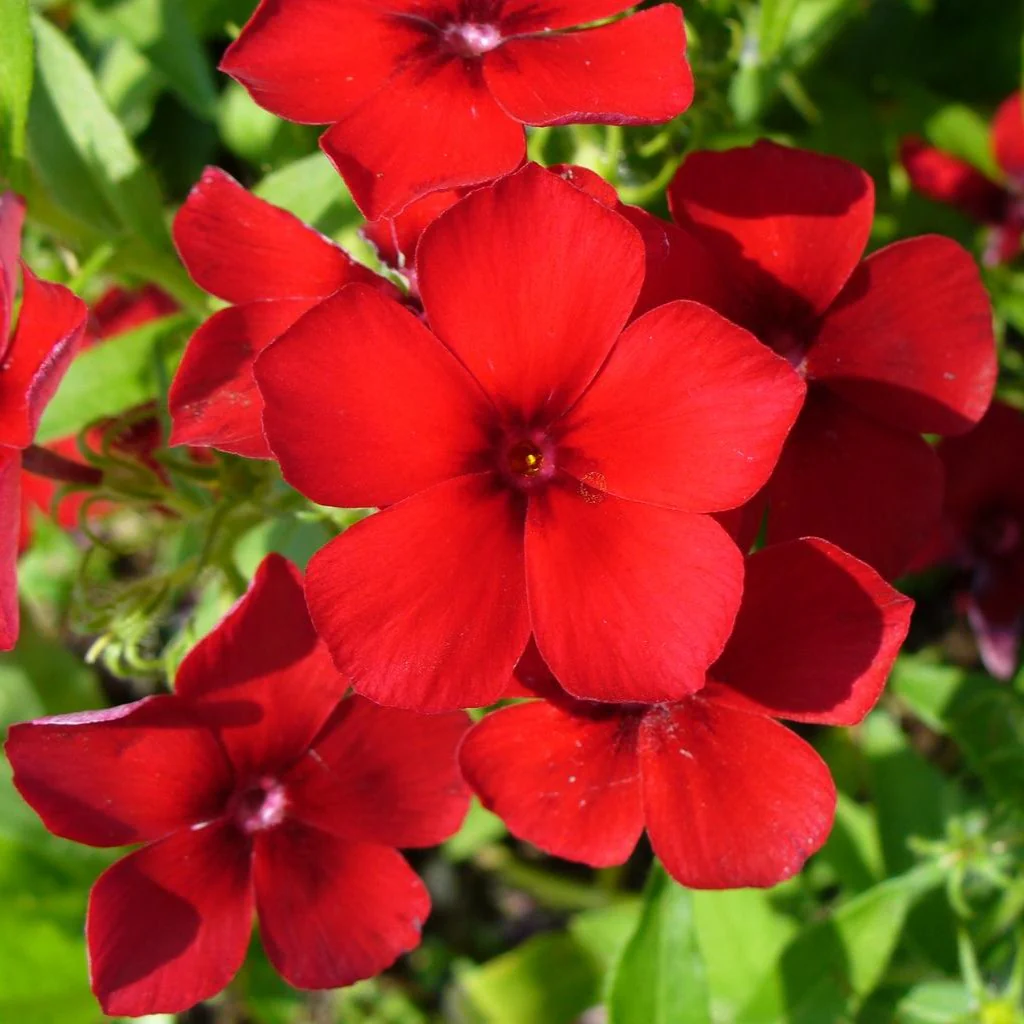 Phlox drummondii <br>RED DRUMMOND PHLOX