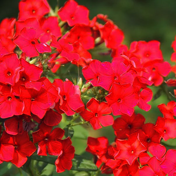 Phlox drummondii <br>RED DRUMMOND PHLOX - Image 2