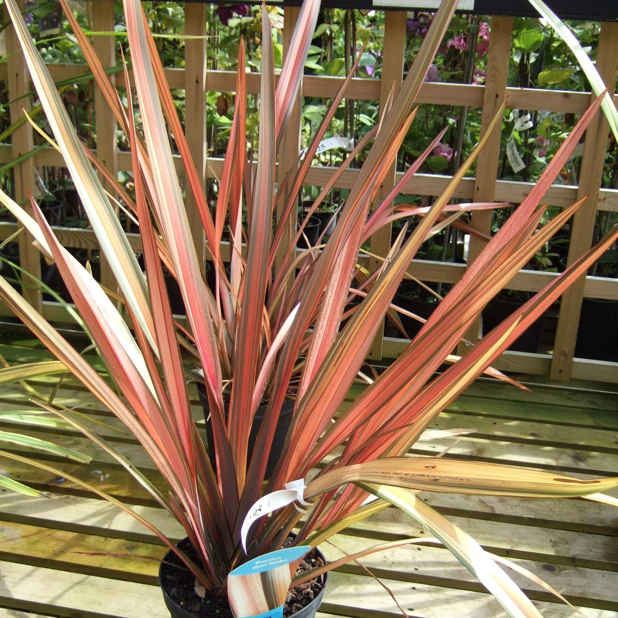 Phormium tenax <br>PHORMIUM MIX, NEW HYBRIDS, NEW ZEALAND FLAX