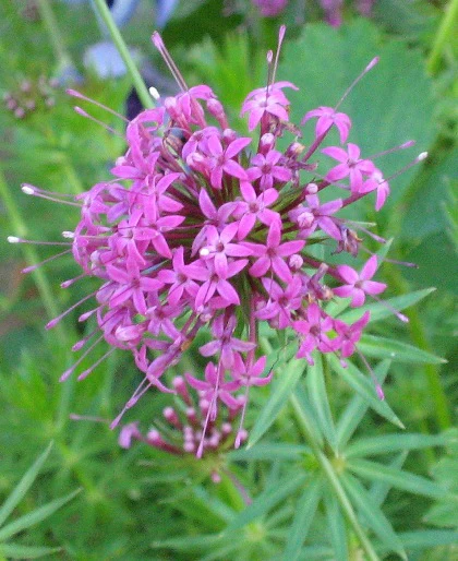 Phuopsis stylosa <br>CREEPING CROSSWORT