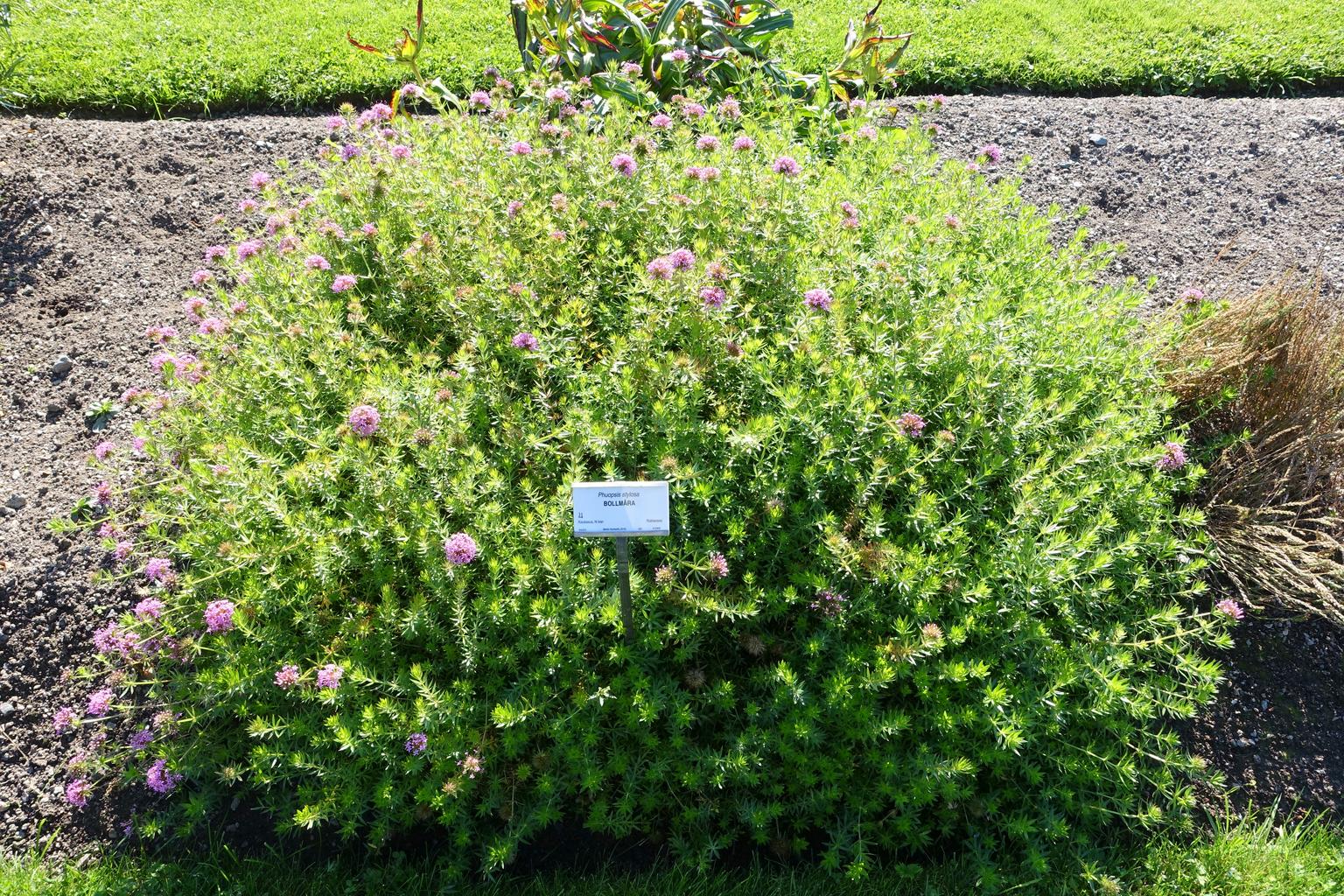 Phuopsis stylosa <br>CREEPING CROSSWORT - Image 2