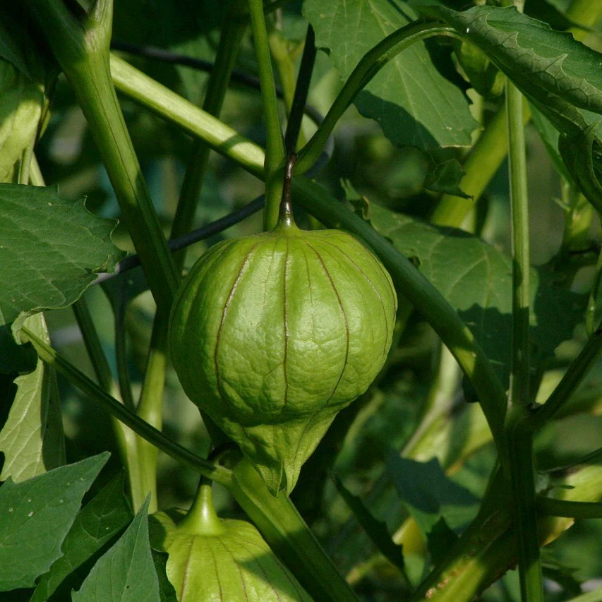 Physalis ixocarpa <br>TOMATILLO HUSK TOMATO - Image 3