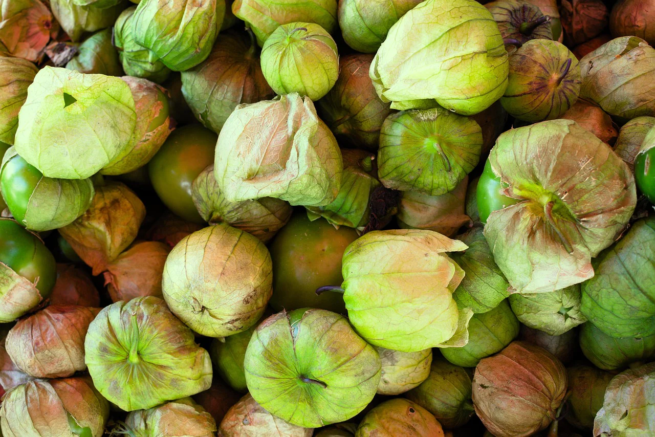 Physalis ixocarpa <br>TOMATILLO HUSK TOMATO - Image 4