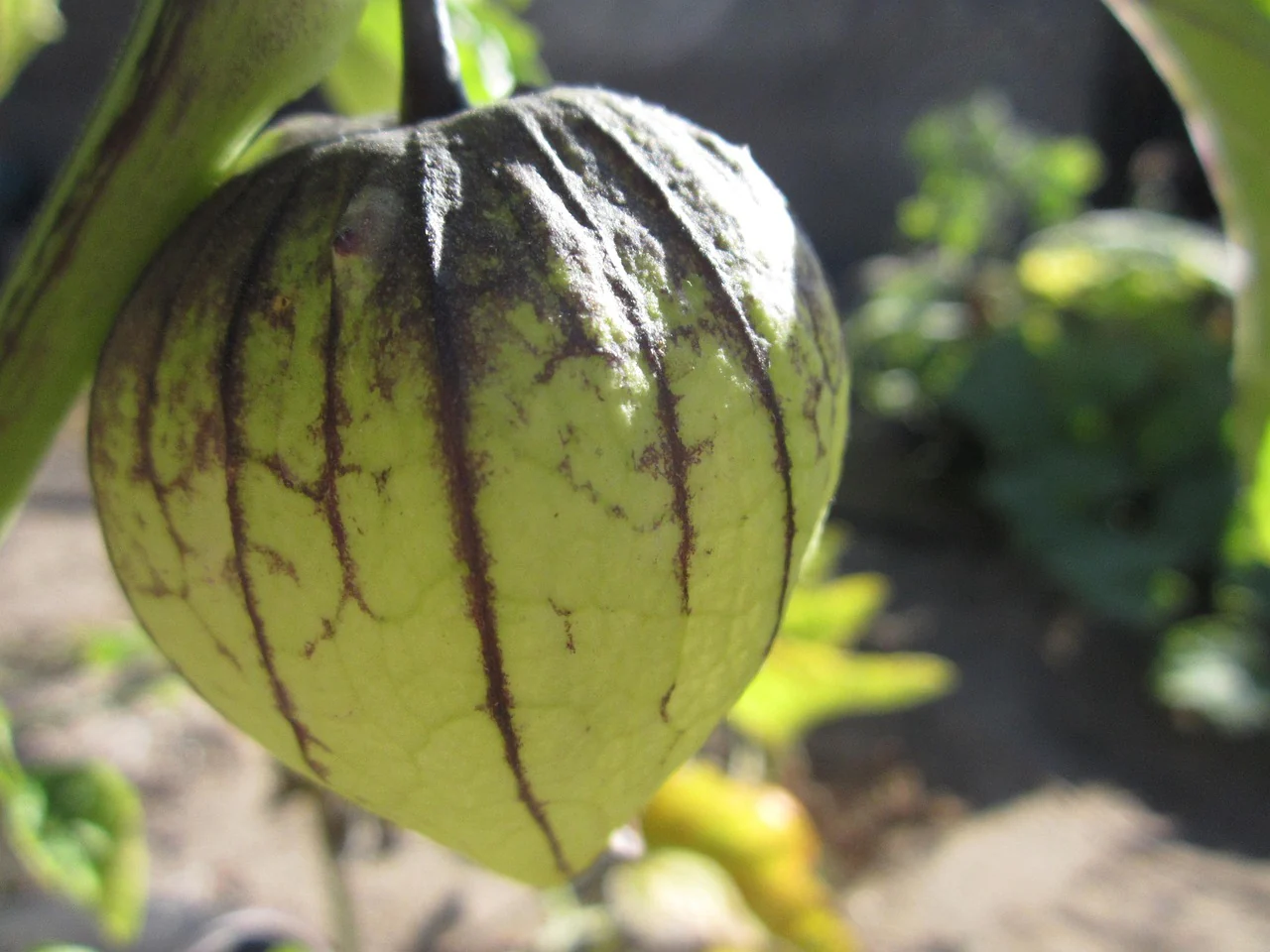 Physalis ixocarpa <br>TOMATILLO HUSK TOMATO - Image 6
