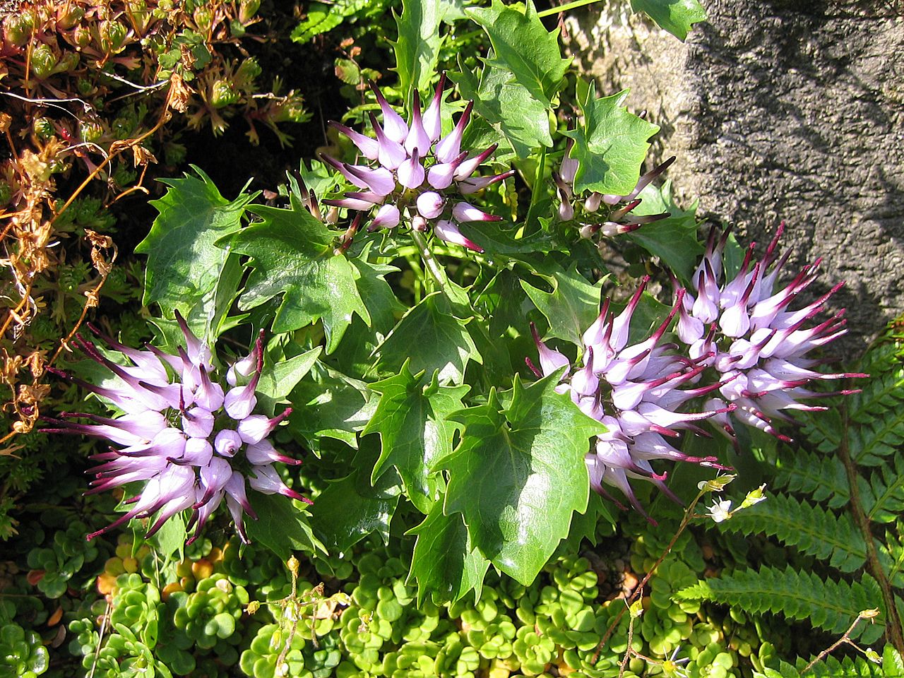 Physoplexis comosa <br>DEVIL'S CLAW, TUFTED HORNED RAMPION