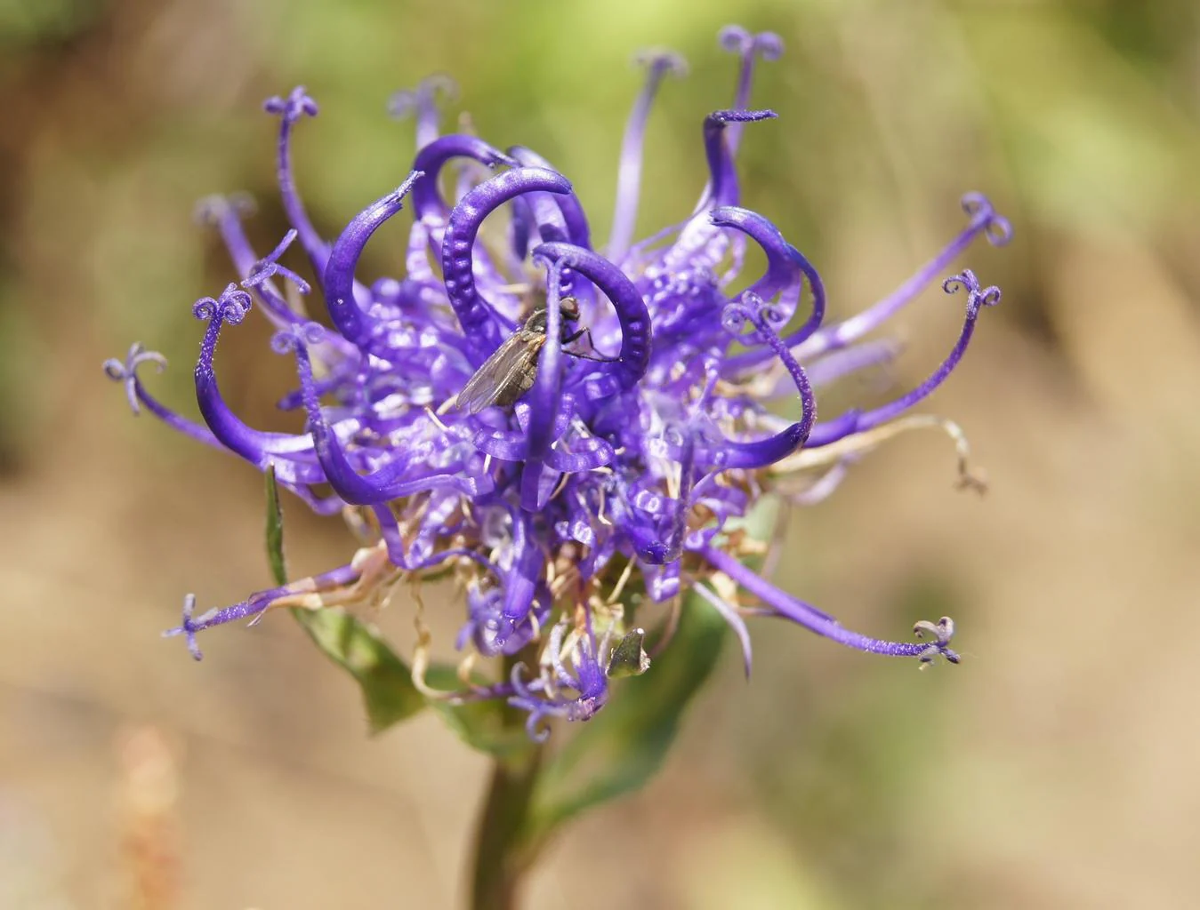 Phyteuma scheuchzeri <br>HORNED RAMPION