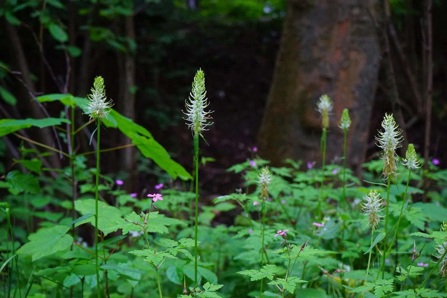 Phyteuma spicatum <br>SPIKED RAMPION - Image 2