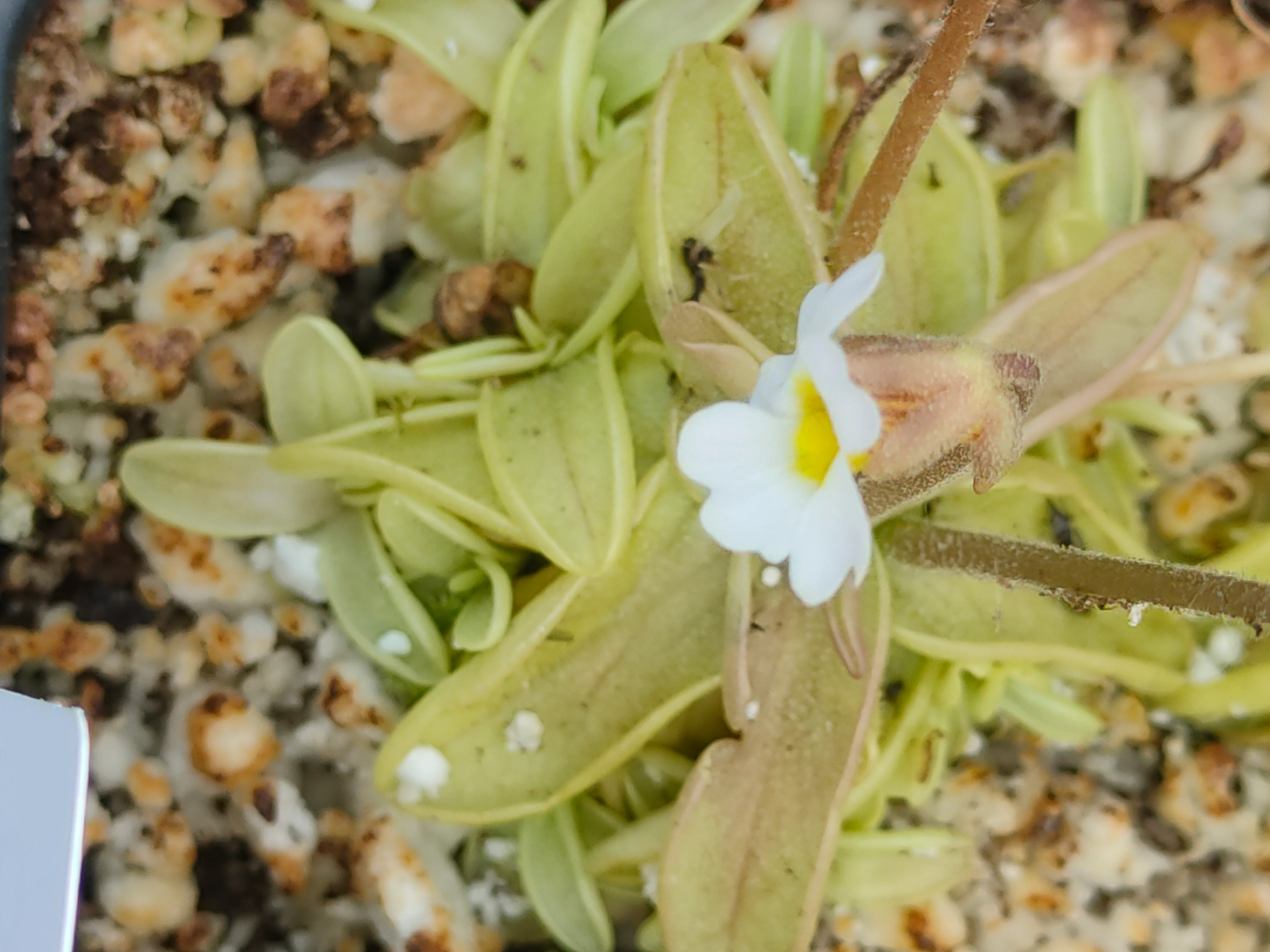 Pinguicula primuliflora <br>SOUTHERN PRIMROSE BUTTERWORT x OP