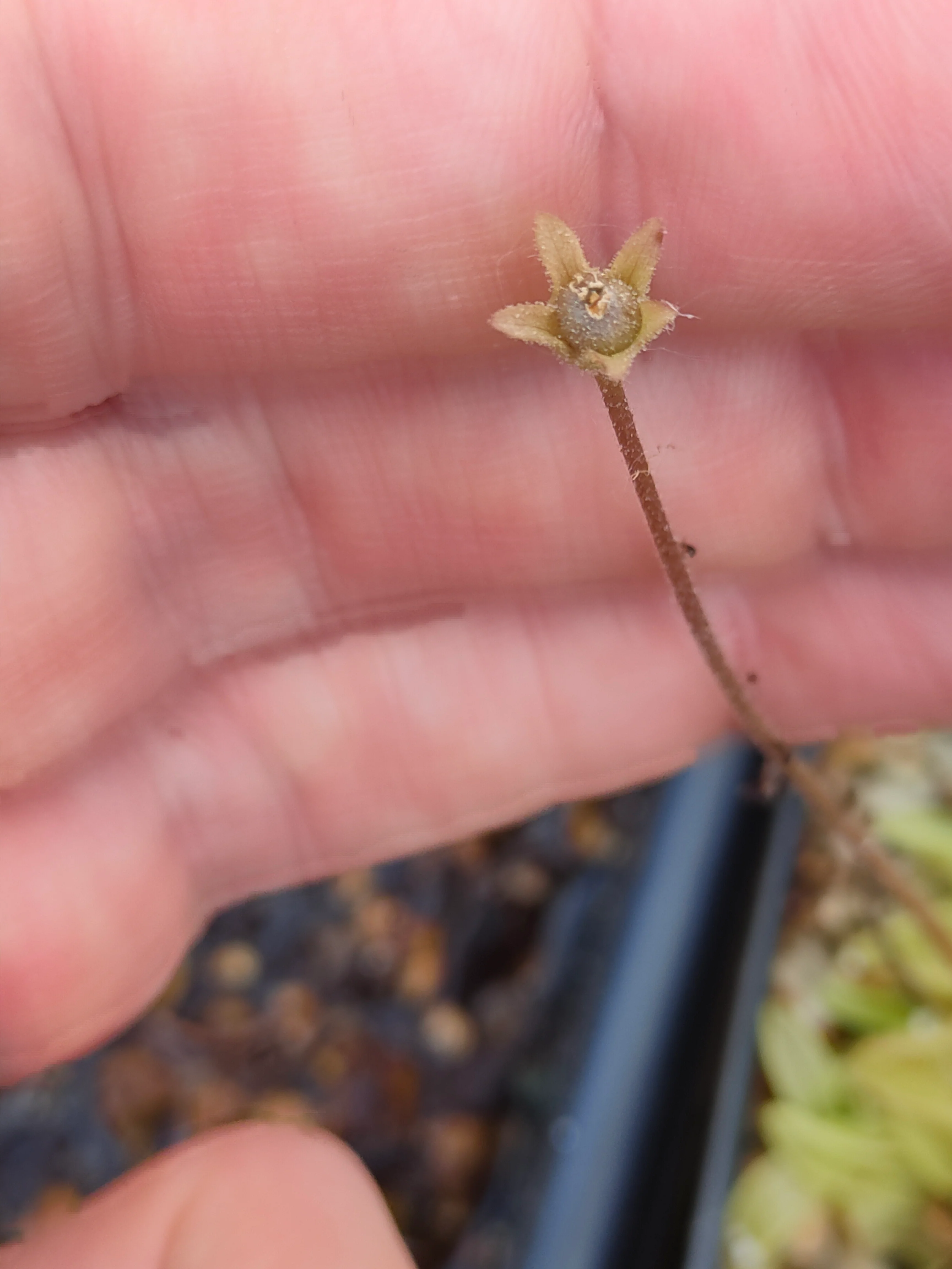 Pinguicula primuliflora <br>SOUTHERN PRIMROSE BUTTERWORT x OP - Image 2