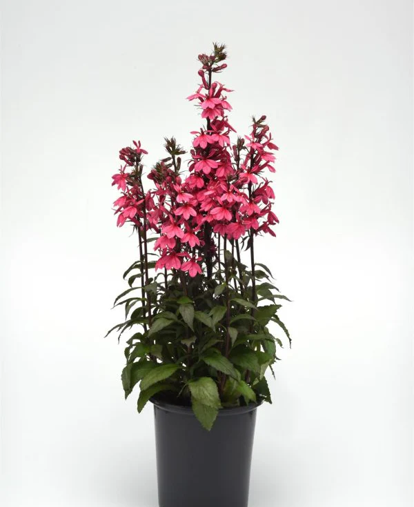Lobelia speciosa <br>CARDINAL FLOWER 'STARSHIP ROSE' - Image 3