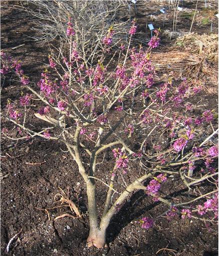 Daphne mezereum <br>PINK DAPHNE - Image 8