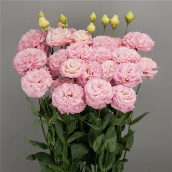 Eustoma grandiflorum <br>LISIANTHUS PINK MIMI 2
