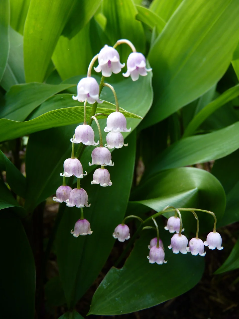 Convallaria majalis <br>PINK LILY OF THE VALLEY