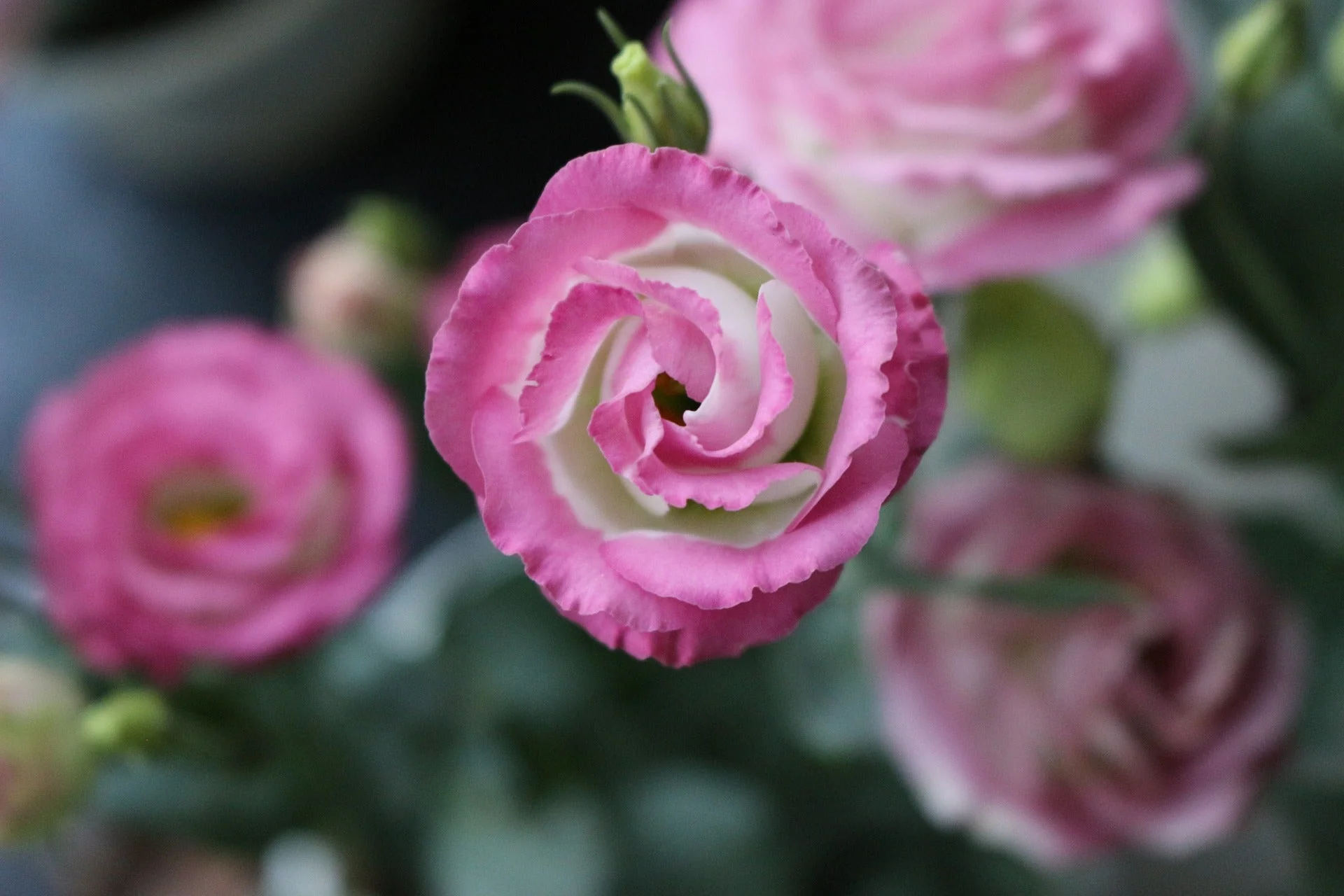Eustoma grandiflorum <br>LISIANTHUS PICOTEE PINK 3