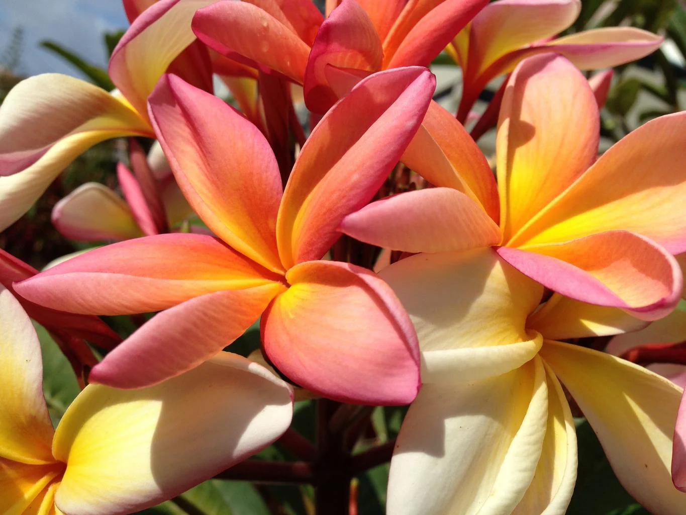 Plumeria rubra <br>PLUMERIA MIX - Image 10