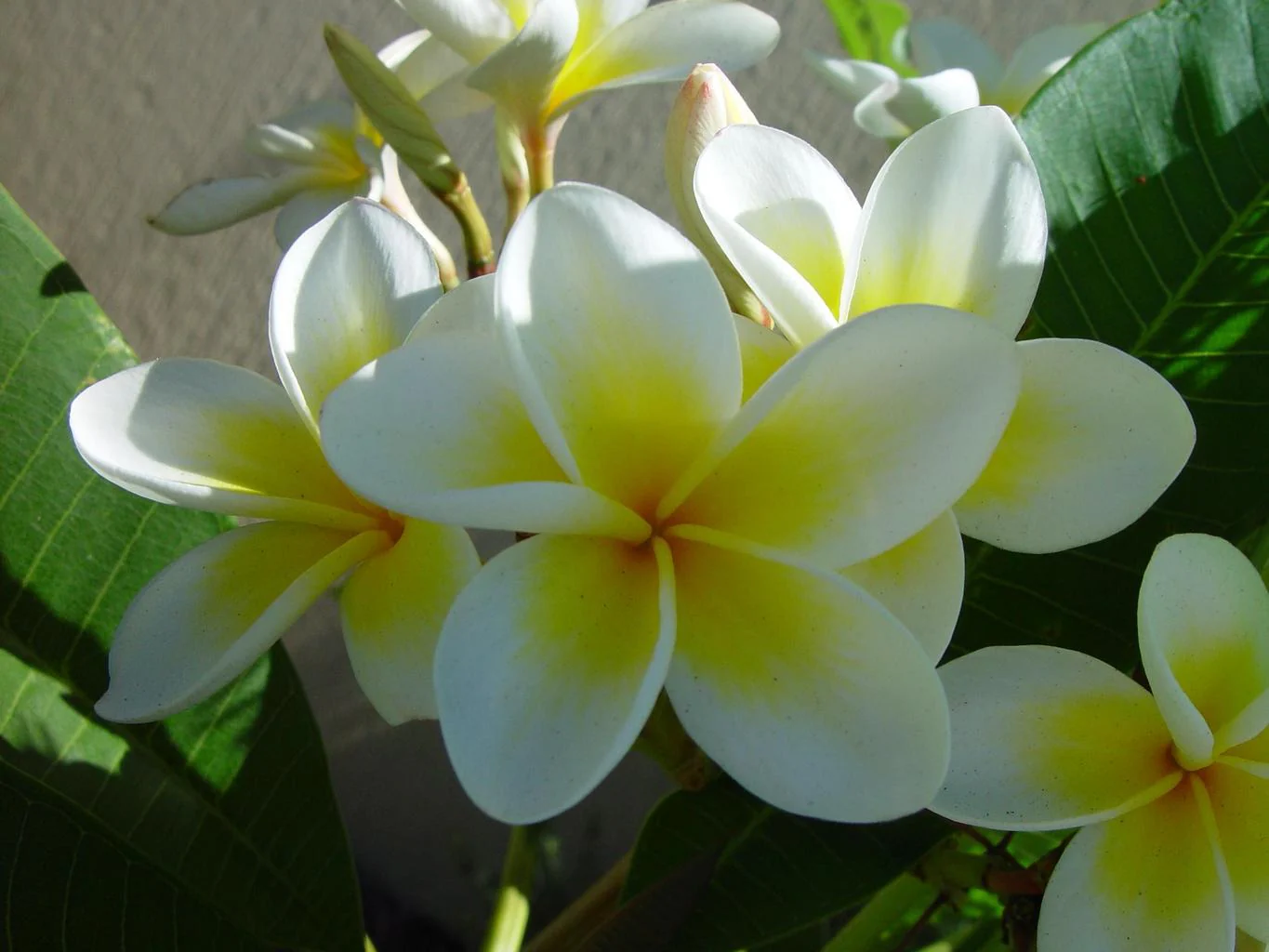 Plumeria rubra <br>PLUMERIA MIX - Image 2