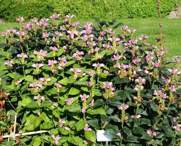 Chelone obliqua <br>PINK TURTLEHEAD CHELONE - Image 3