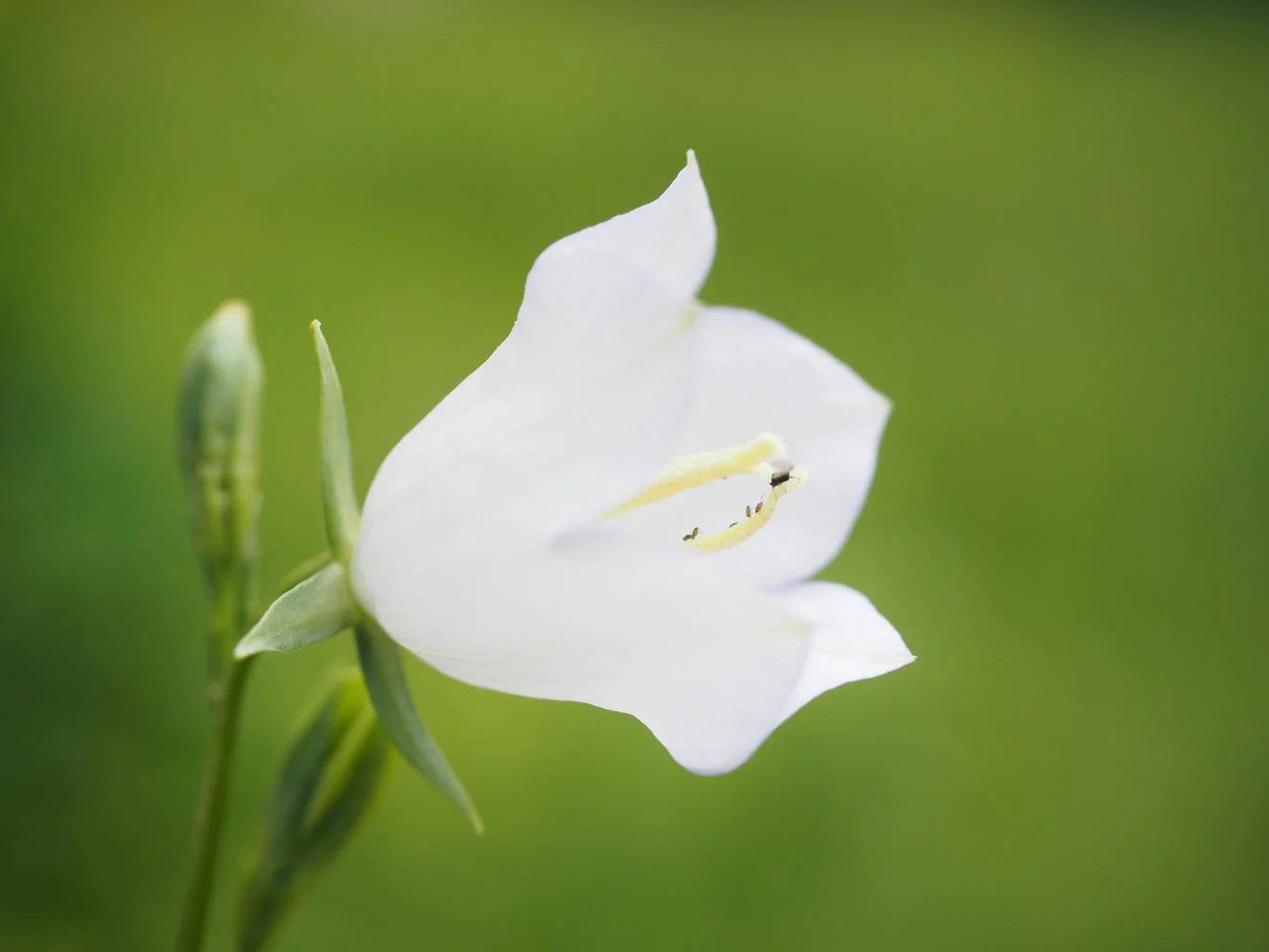 Platycodon grandiflorus <br>BALLOON FLOWER 'FLORIST WHITE'