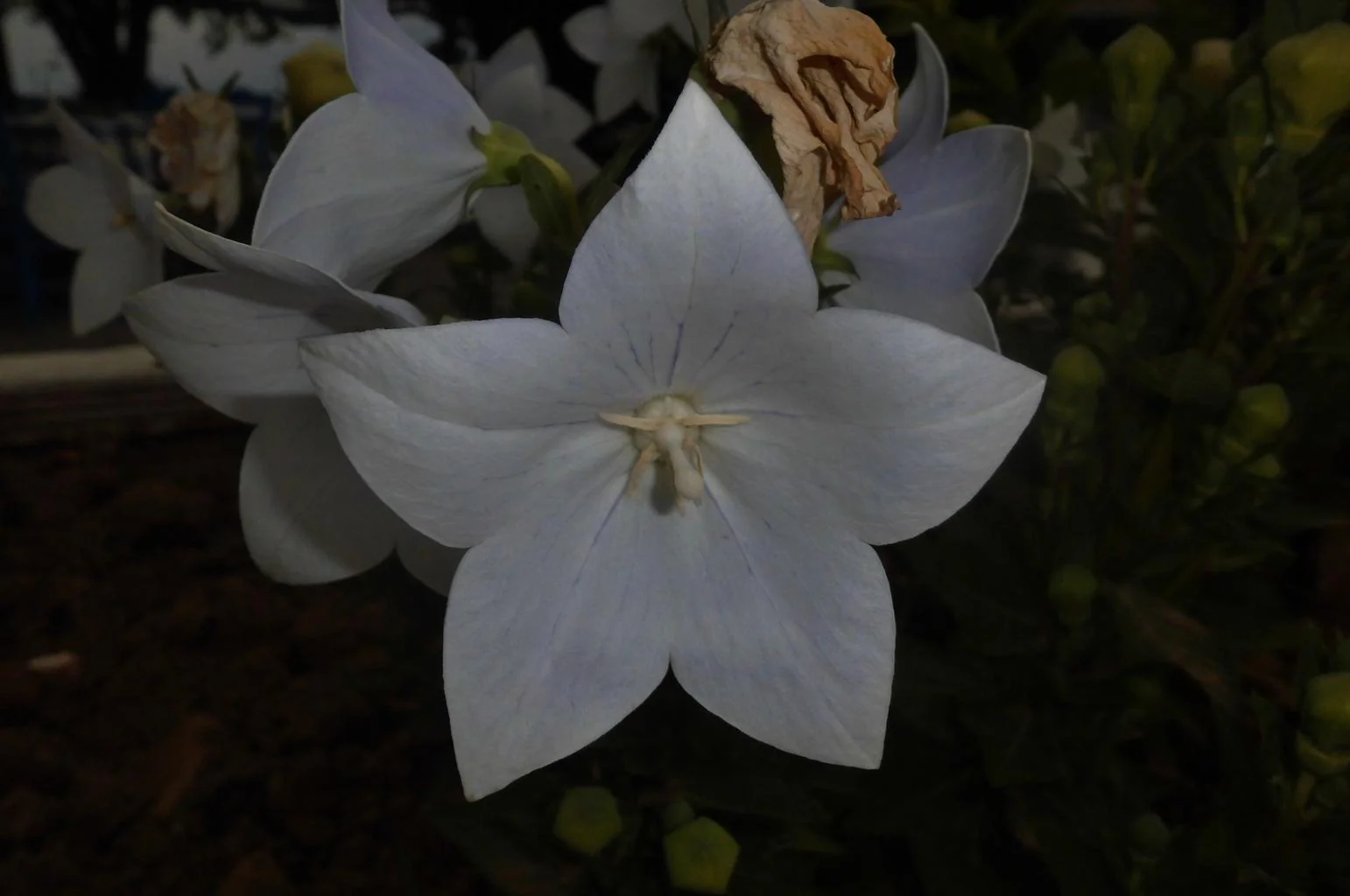Platycodon grandiflorus <br>BALLOON FLOWER 'FLORIST WHITE' - Image 2