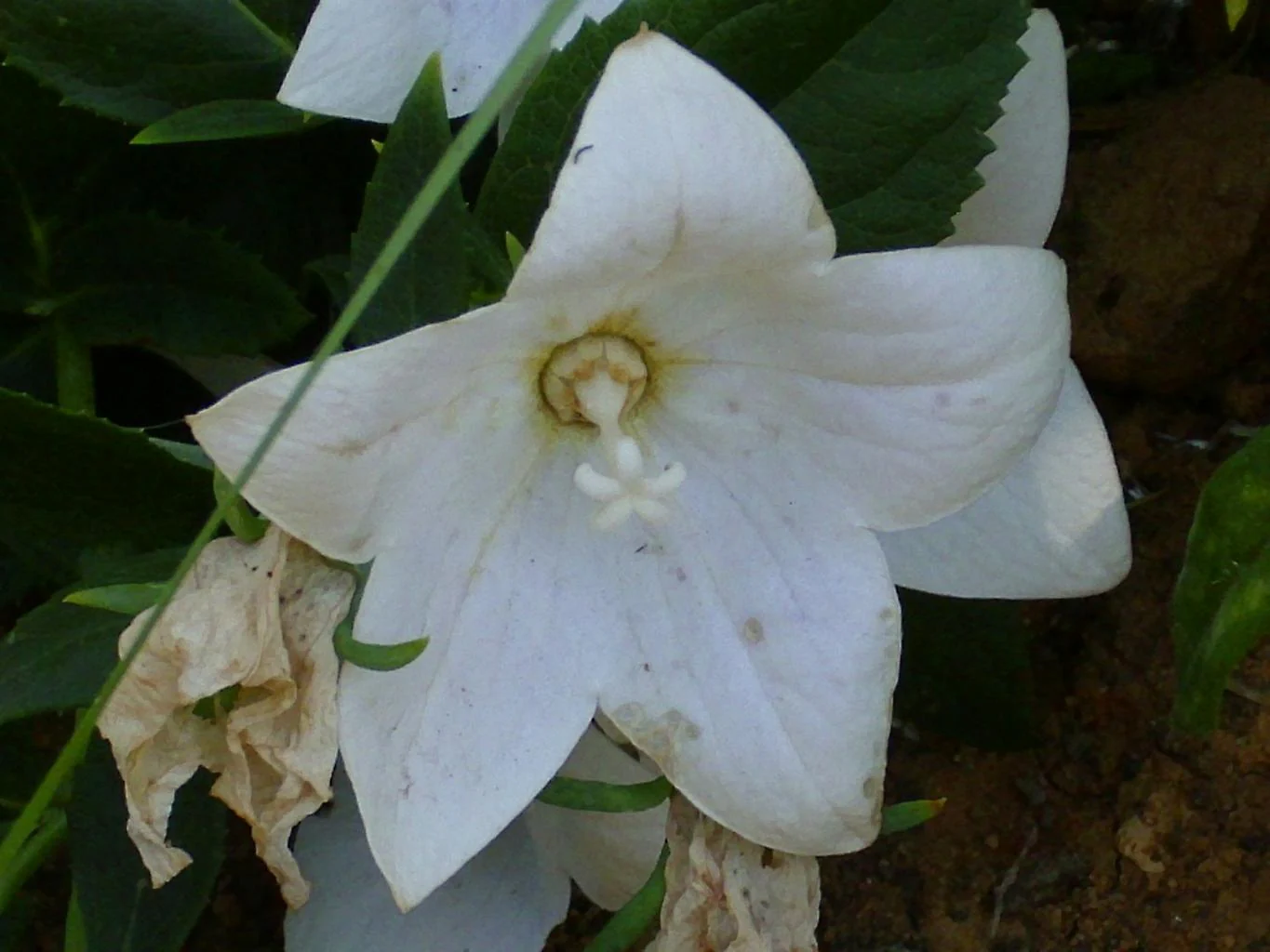 Platycodon grandiflorus <br>BALLOON FLOWER 'FLORIST WHITE' - Image 3