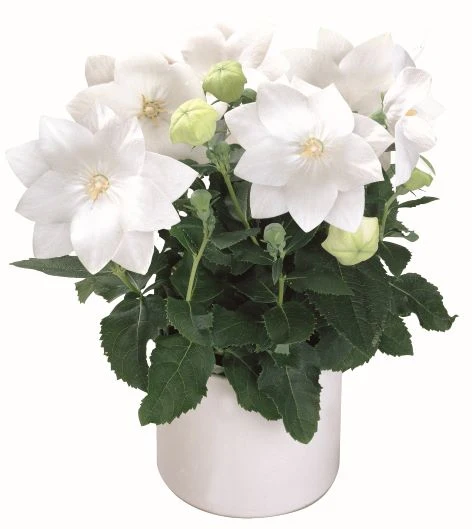 Platycodon grandiflorus <br>SEMI-DOUBLE BALLOON FLOWER WHITE