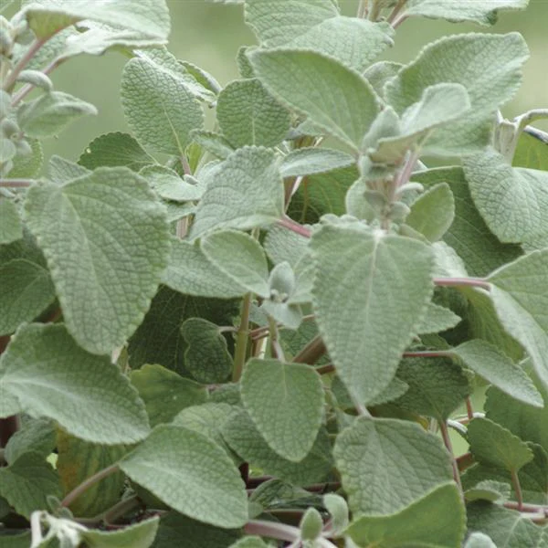 Plectranthus argentatus, Coleus argentatus <br>SILVER SHIELD, SILVER LEAF, SPURFLOWER