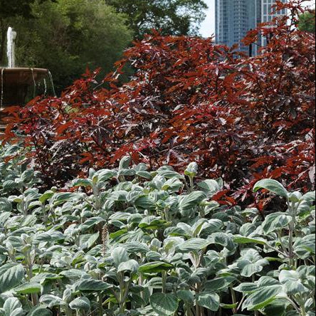 Plectranthus argentatus, Coleus argentatus <br>SILVER SHIELD, SILVER LEAF, SPURFLOWER - Image 2