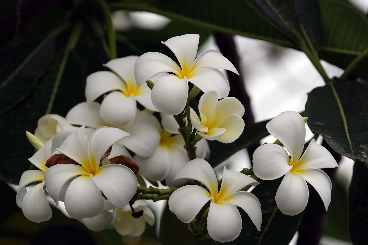 Plumeria rubra <br>PLUMERIA MIX - Image 16