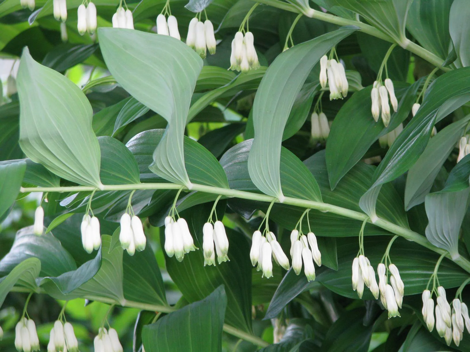 Polygonatum canaliculatum <br>GIANT SOLOMON'S SEAL - Image 2