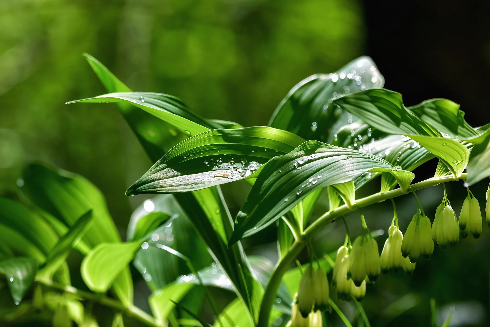 Polygonatum canaliculatum <br>GIANT SOLOMON'S SEAL - Image 3