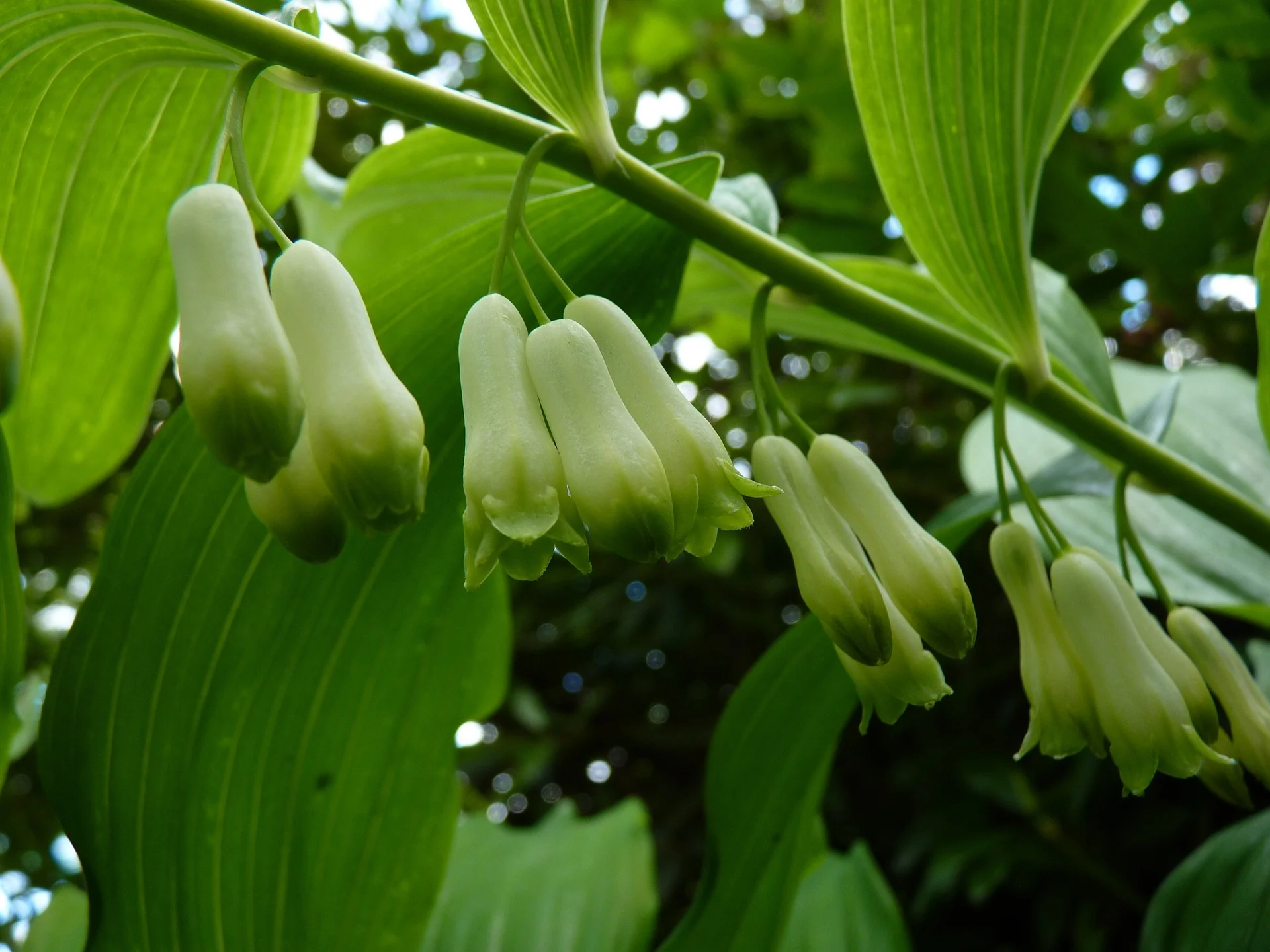 Polygonatum canaliculatum <br>GIANT SOLOMON'S SEAL - Image 4