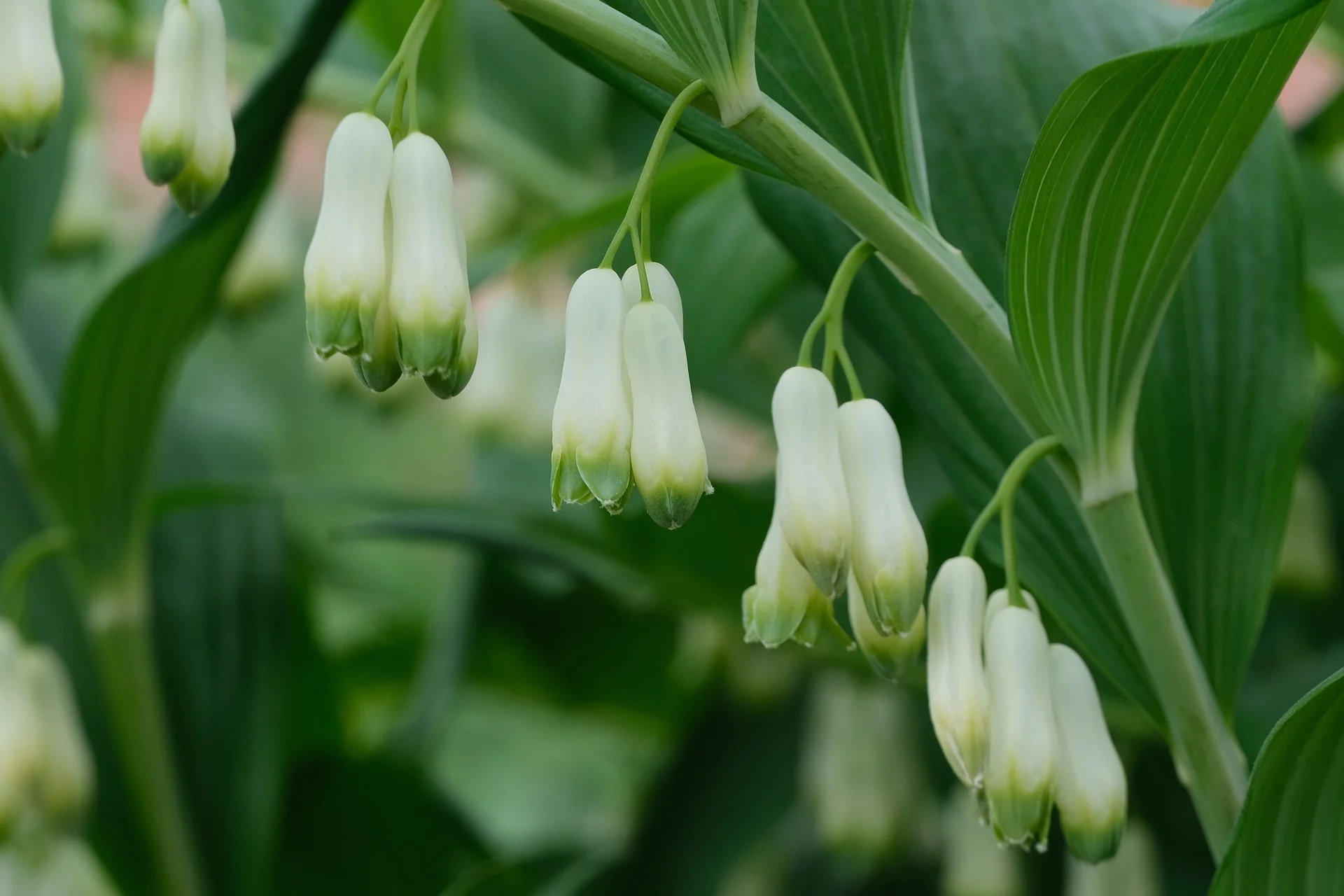 Polygonatum canaliculatum <br>GIANT SOLOMON'S SEAL - Image 5