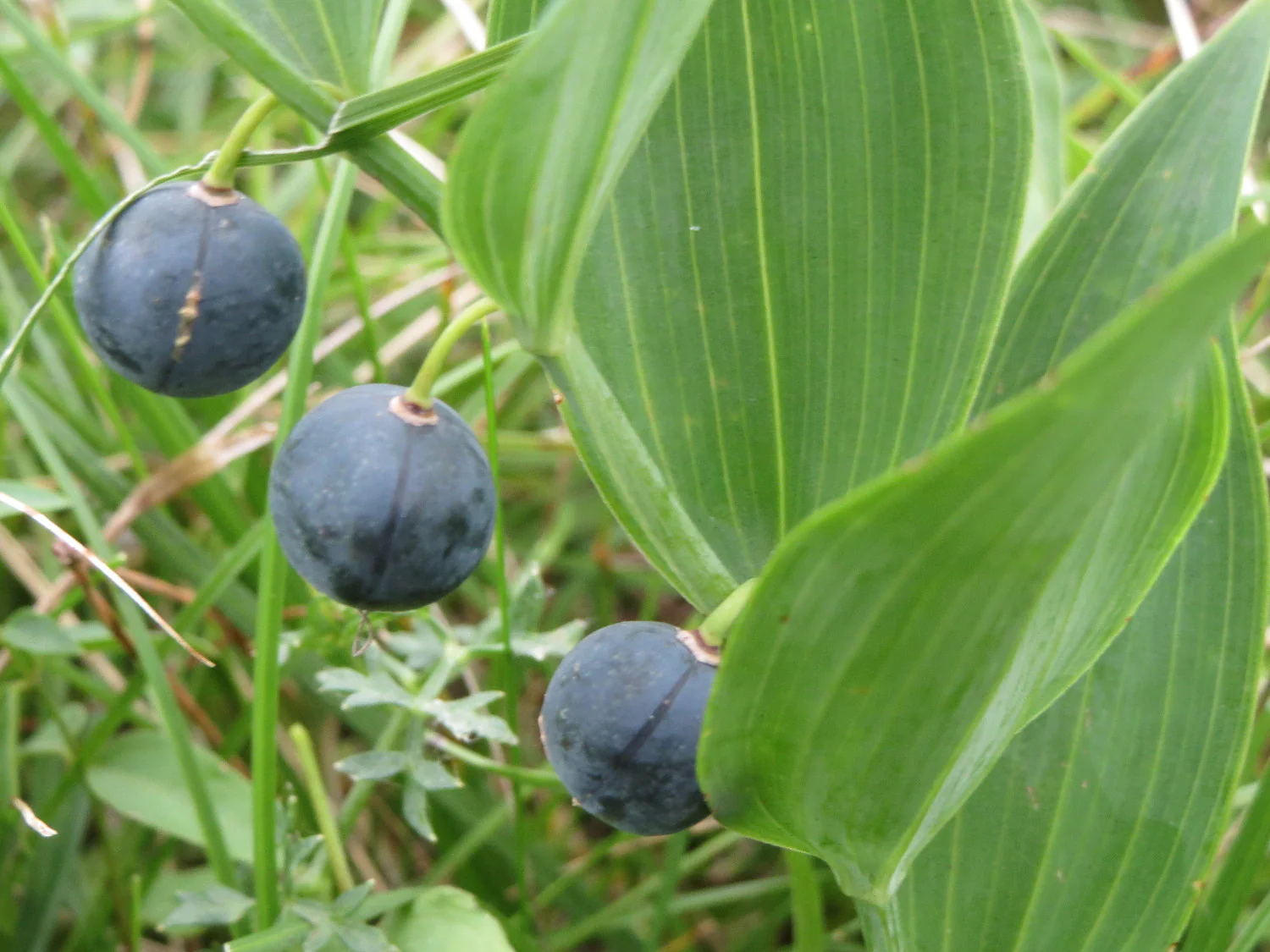 Polygonatum canaliculatum <br>GIANT SOLOMON'S SEAL - Image 6