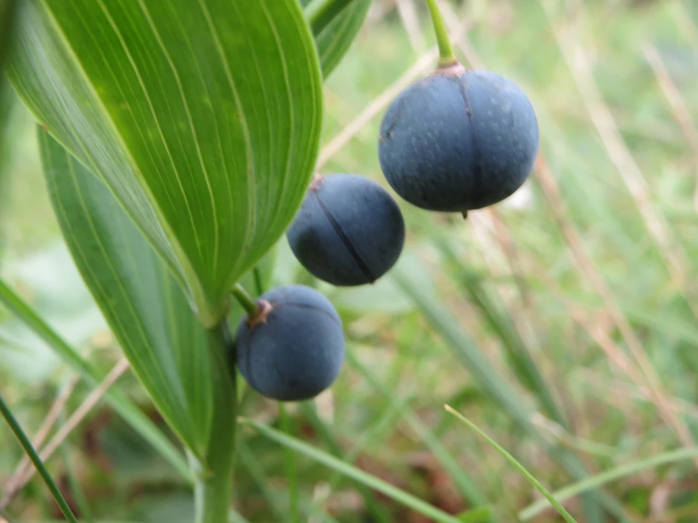 Polygonatum canaliculatum <br>GIANT SOLOMON'S SEAL - Image 7