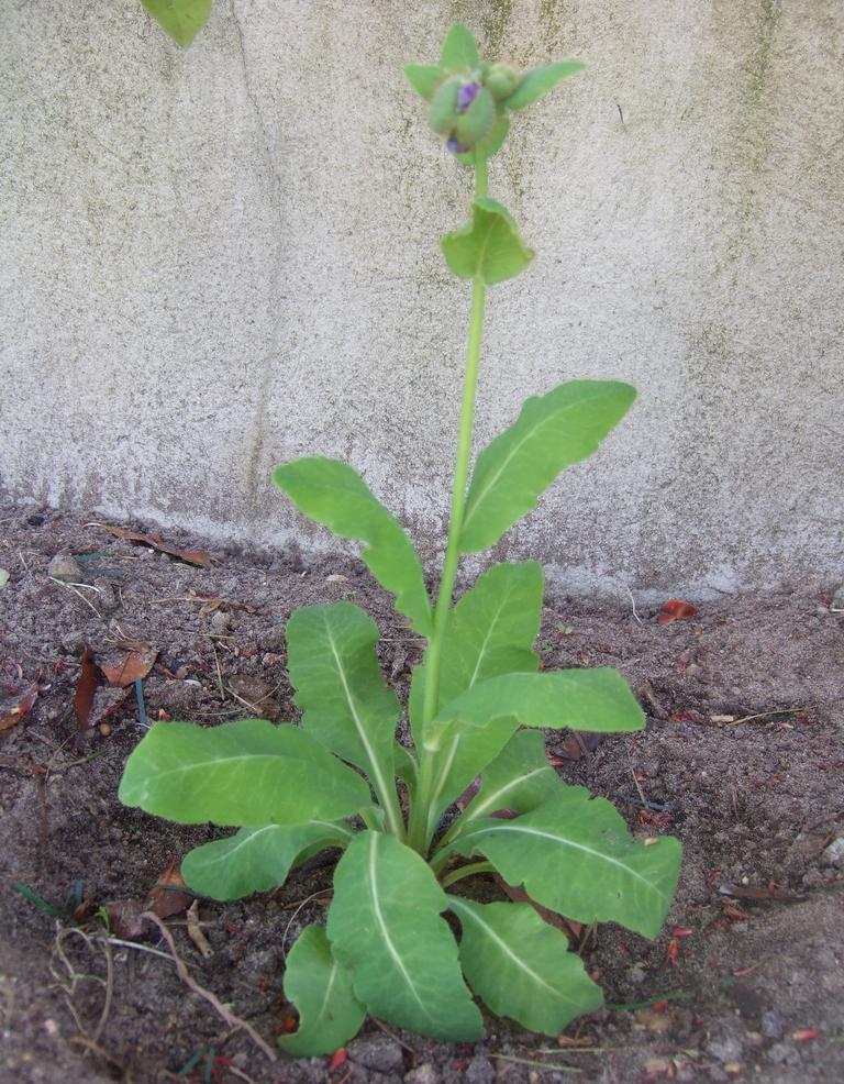 Meconopsis balangensis <br>BELANG BLUE POPPY - Image 2