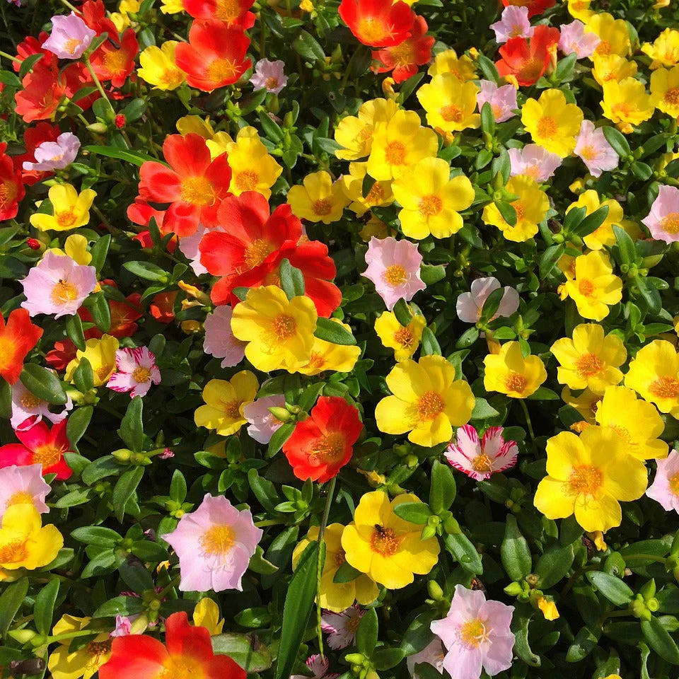 Portulaca grandiflora <br>MOSS ROSE MIX