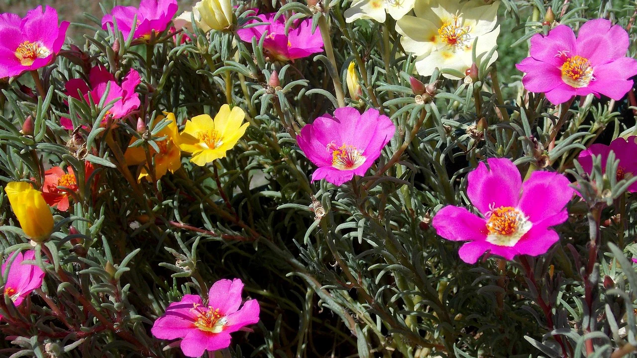 Portulaca grandiflora <br>MOSS ROSE MIX - Image 2