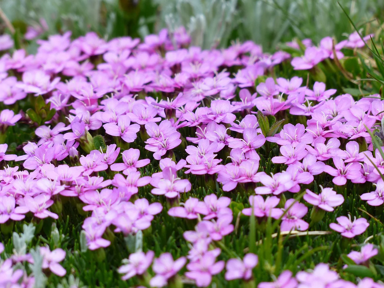 Primula cortusoides <br>PRIMROSE
