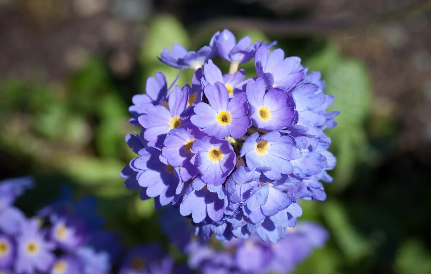 Primula denticulata <br>BLUE DRUMSTICK PRIMROSE