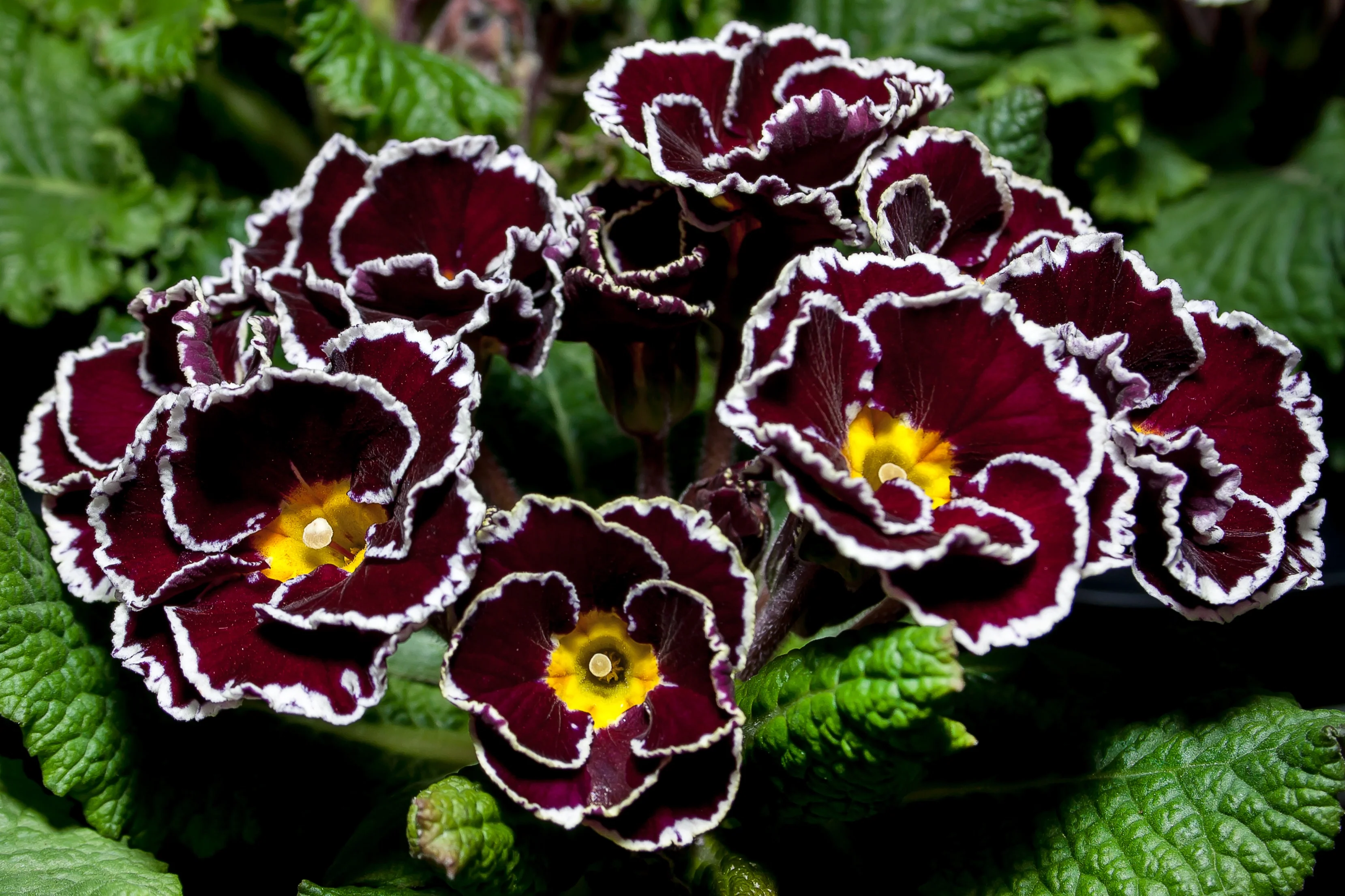 Primula vulgaris <br>PRIMROSE VICTORIAN LACE MIX - Image 2
