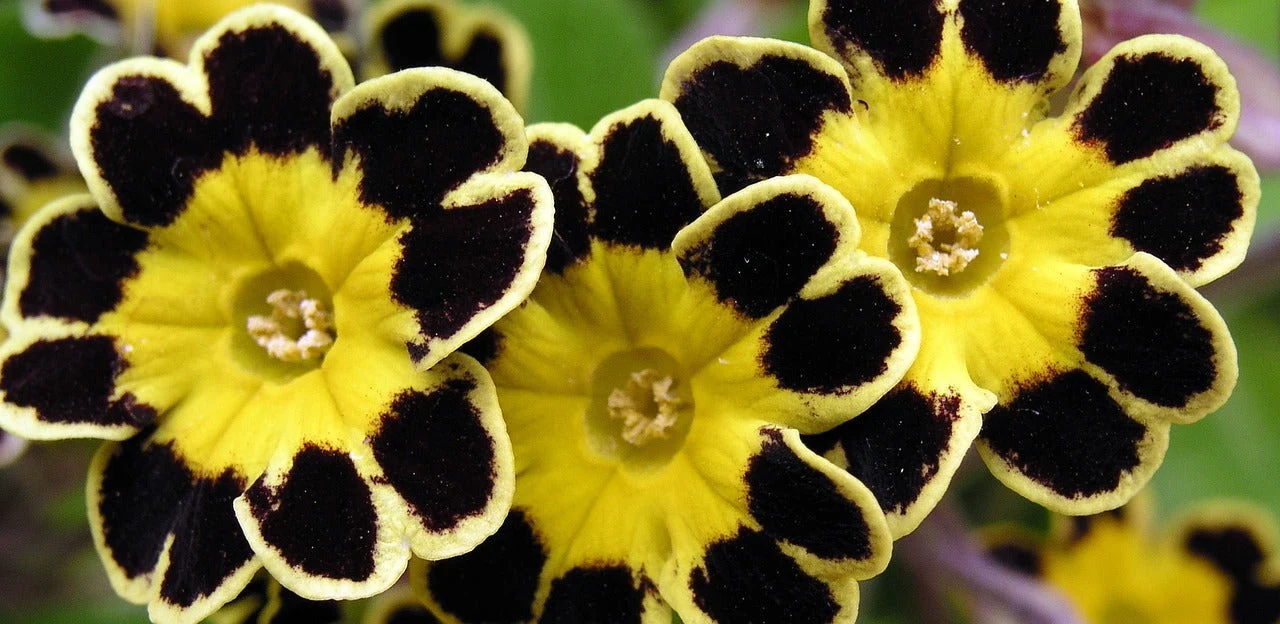 Primula vulgaris <br>PRIMROSE VICTORIAN LACE MIX - Image 3