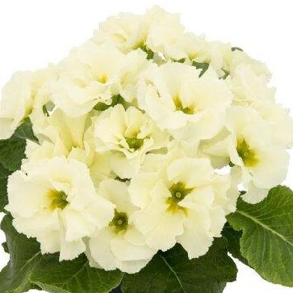 Primula vulgaris, Primula acaulis <br>PRIMROSE DOUBLE LIME