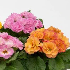 Primula vulgaris, Primula acaulis <br>PRIMROSE DOUBLE MIX - Image 2
