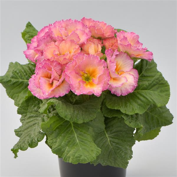 Primula vulgaris, Primula acaulis <br>PRIMROSE DOUBLE MIX - Image 3