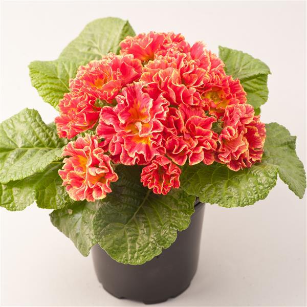 Primula vulgaris, Primula acaulis <br>PRIMROSE DOUBLE MIX - Image 4