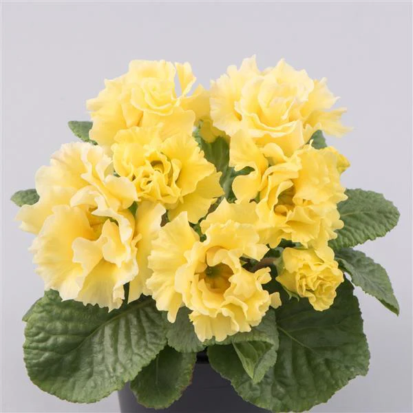 Primula vulgaris, Primula acaulis <br>PRIMROSE DOUBLE MIX - Image 5