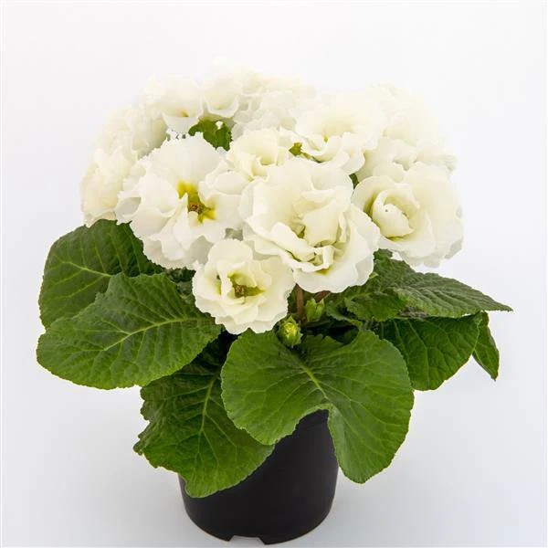 Primula vulgaris, Primula acaulis <br>PRIMROSE DOUBLE MIX - Image 6