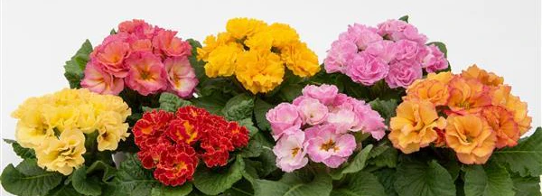 Primula vulgaris, Primula acaulis <br>PRIMROSE DOUBLE MIX - Image 7
